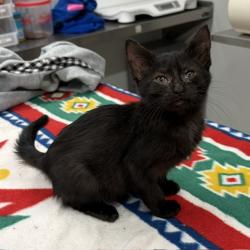 Shelter Stray Female Cat last seen Near BLOCK SAVERY ST, DETROIT MI 48206, 1431 E Ferry St, Detroit, MI 48211, USA