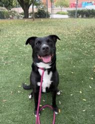 Shelter Stray Male Dog last seen , West Valley Animal Shelter, 20655 Plummer St, Chatsworth, CA 91311, USA