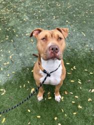 Shelter Stray Female Dog last seen , West Valley Animal Shelter, 20655 Plummer St, Chatsworth, CA 91311, USA