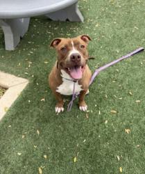 Shelter Stray Male Dog last seen , West Valley Animal Shelter, 20655 Plummer St, Chatsworth, CA 91311, USA