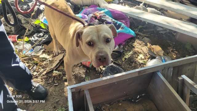 Shelter Stray Female Dog last seen Near BLOCK IDAHO ST, DETROIT, MI 48238, 1431 E Ferry St, Detroit, MI 48211, USA