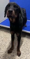 Shelter Stray Female Dog last seen Near BLOCK JOY RD, DETROIT MI 48228, 1431 E Ferry St, Detroit, MI 48211, USA