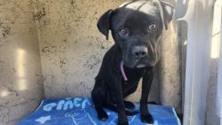 Shelter Stray Female Dog last seen Near BLOCK LANNETTE ST, DETROIT, MI 48213, 1431 E Ferry St, Detroit, MI 48211, USA