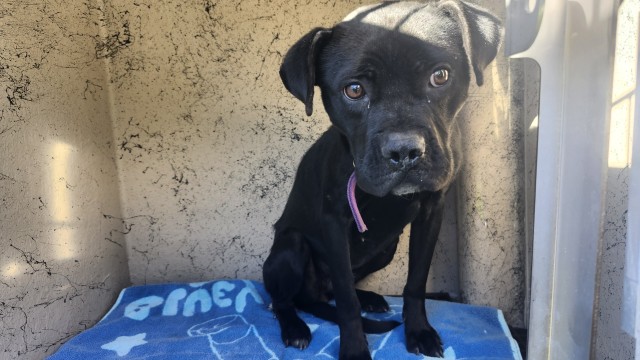 Shelter Stray Female Dog last seen Near BLOCK LANNETTE ST, DETROIT, MI 48213, 1431 E Ferry St, Detroit, MI 48211, USA