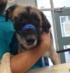 Shelter Stray Male Dog last seen , 2811 SE 29th St, Oklahoma City, OK 73129, USA