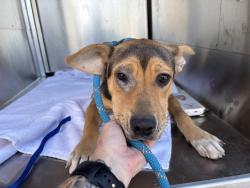 Shelter Stray Male Dog last seen Near BLOCK TINKER DIAGONAL, OKLAHOMA CITY OK 73129, 2811 SE 29th St, Oklahoma City, OK 73129, USA
