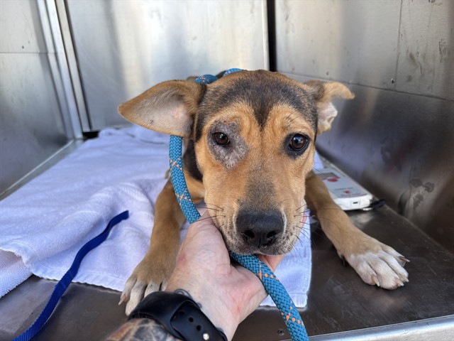 Shelter Stray Male Dog last seen Near BLOCK TINKER DIAGONAL, OKLAHOMA CITY OK 73129, 2811 SE 29th St, Oklahoma City, OK 73129, USA