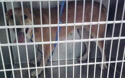 Shelter Stray Female Dog last seen , 2811 SE 29th St, Oklahoma City, OK 73129, USA