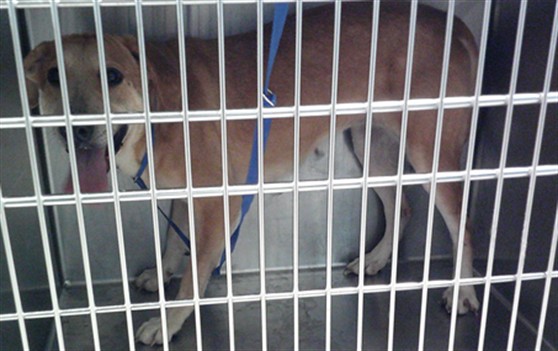 Shelter Stray Female Dog last seen , 2811 SE 29th St, Oklahoma City, OK 73129, USA
