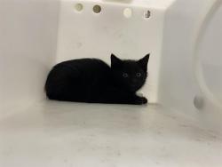 Shelter Stray Unknown Cat last seen Near BLOCK BOERNER DR-BOERNER BOTANICAL GARDENS, 3839 W Burnham St, West Milwaukee, WI 53215, USA