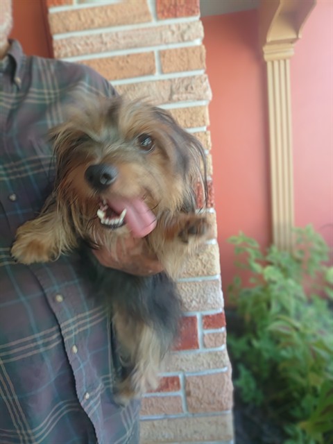 Shelter Stray Female Dog last seen Near BLOCK HARRISON ST, HOLLYWOOD FL 33021, 2400 SW 42nd St, Fort Lauderdale, FL 33312, USA