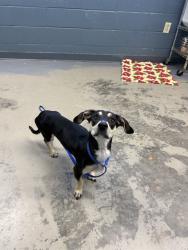 Shelter Stray Female Dog last seen Near BLOCK MISSION TRACE BLVD, TALLAHASSEE FL 32303, 1125 Easterwood Dr, Tallahassee, FL 32311, USA