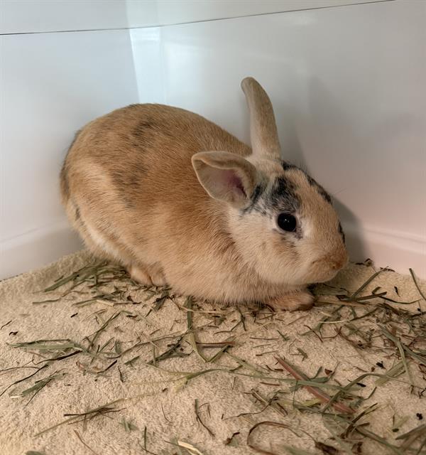 Shelter Stray Male Other last seen STOUGHTON, 350 S Huntington Ave, Jamaica Plain, MA 02130, USA