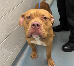 Shelter Stray Male Dog last seen CONFINED ON DALE, 2600 NE Perry Ave, Peoria, IL 61603, USA