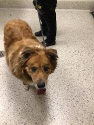 Shelter Stray Male Dog last seen Near BLOCK PECOS ST #501, 12155 Park Blvd, Brighton, CO 80601, USA