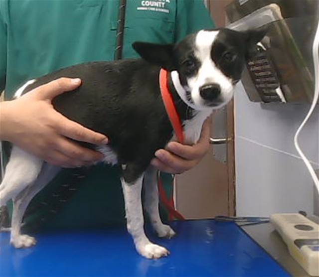 Shelter Stray Female Dog last seen 24TH AVE AND MONROE ST, 2500 S 27th Ave, Phoenix, AZ 85009, USA