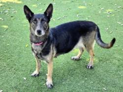 Shelter Stray Female Dog last seen , 14409 Vanowen St, Van Nuys, CA 91405, USA
