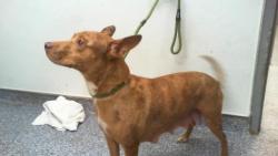 Shelter Stray Female Dog last seen CHARLOTTE, 8315 Byrum Dr, Charlotte, NC 28217, USA