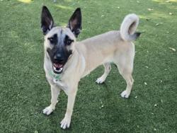 Shelter Stray Female Dog last seen , 14409 Vanowen St, Van Nuys, CA 91405, USA