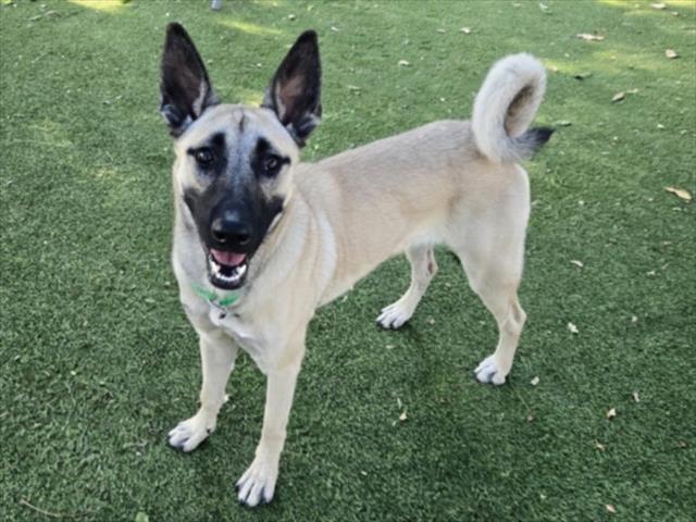 Shelter Stray Female Dog last seen , 14409 Vanowen St, Van Nuys, CA 91405, USA