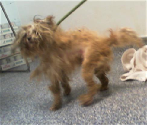 Shelter Stray Female Dog last seen CHARLOTTE, 8315 Byrum Dr, Charlotte, NC 28217, USA