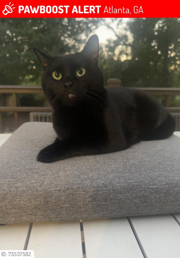 Found/Stray Female Cat last seen North Highland, Atlanta, GA 30306