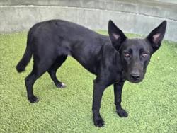 Shelter Stray Female Dog last seen , 14409 Vanowen St, Van Nuys, CA 91405, USA