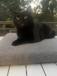 Found/Stray Female Cat last seen North Highland, Atlanta, GA 30306