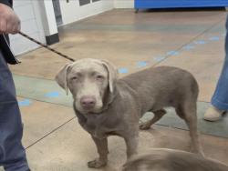 Shelter Stray Male Dog last seen , 14409 Vanowen St, Van Nuys, CA 91405, USA