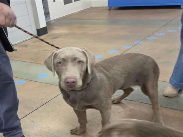Shelter Stray Male Dog last seen , 14409 Vanowen St, Van Nuys, CA 91405, USA