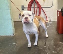 Shelter Stray Female Dog last seen 67TH AVE & 68TH AVE, 2127 Front St, Sacramento, CA 95818, USA