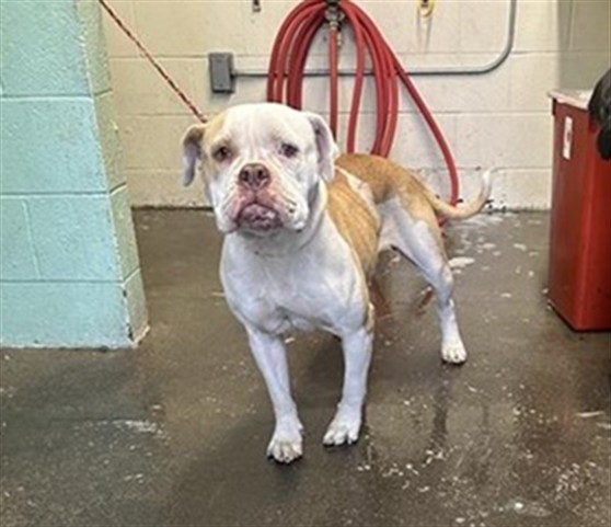 Shelter Stray Female Dog last seen 67TH AVE & 68TH AVE, 2127 Front St, Sacramento, CA 95818, USA