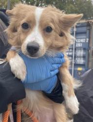Shelter Stray Female Dog last seen 14TH AVE & 18TH ST, 2127 Front St, Sacramento, CA 95818, USA