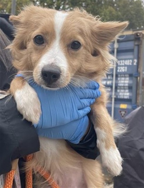 Shelter Stray Female Dog last seen 14TH AVE & 18TH ST, 2127 Front St, Sacramento, CA 95818, USA