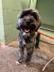 Shelter Stray Male Dog last seen NORTHGATE BLVD & JEFFERSON AVE, 2127 Front St, Sacramento, CA 95818, USA