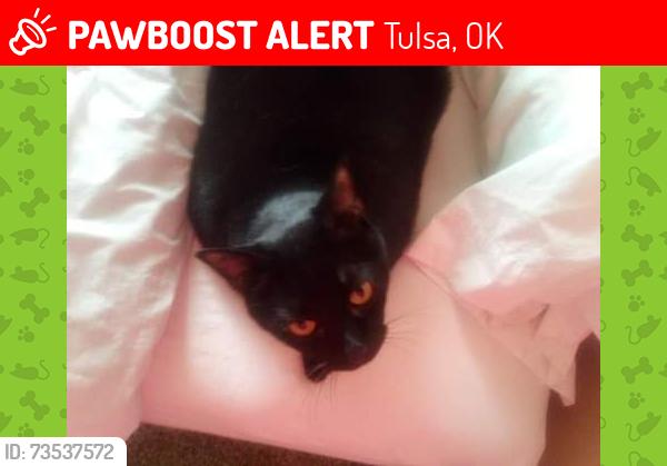 Lost Female Cat last seen 77th and S Yale Peppertree Edition, Tulsa, OK 74136