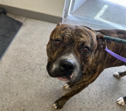 Shelter Stray Male Dog last seen VAL VISTA DR AND MAIN ST, 1920 S Lewis, Mesa, AZ 85210, USA