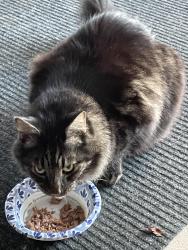 Found/Stray Female Cat last seen 7th and Havana St Aurora, Aurora, CO 80010