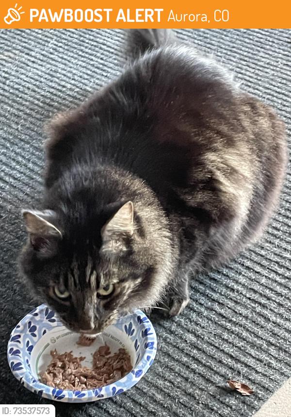 Found/Stray Female Cat last seen 7th and Havana St Aurora, Aurora, CO 80010