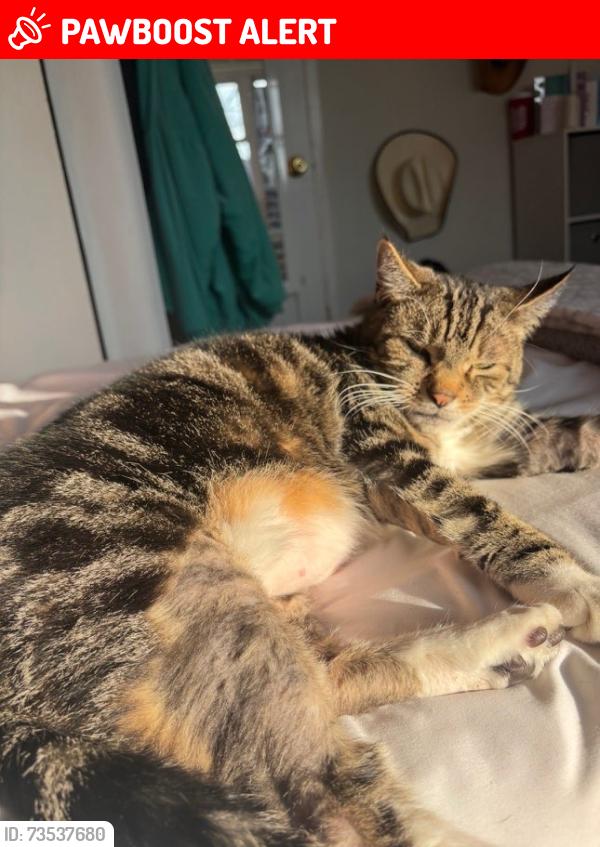 Lost Male Cat last seen Whitman Dr., Washington Township, NJ 08012