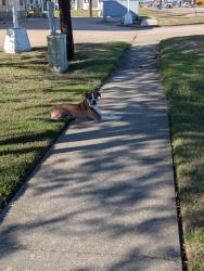 Found/Stray Unknown Dog last seen La Morenita Meat Market, Scott, LA 70583