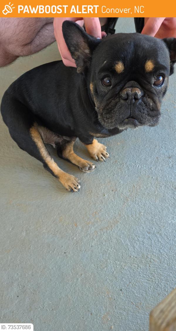 Found/Stray Female Dog last seen C and B Farm Rd, Conover, NC 28613