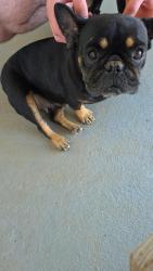 Found/Stray Female Dog last seen C and B Farm Rd, Conover, NC 28613