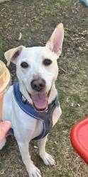 Lost Male Dog last seen Near memorial street Alexandria Va, Alexandria, VA 22306