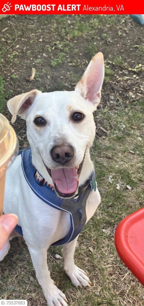 Lost Male Dog last seen Near memorial street Alexandria Va, Alexandria, VA 22306