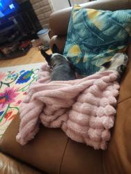 Reunited Female Dog last seen California Pine Rd NE, Rio Rancho, NM 87124, USA, Rio Rancho, NM 87124
