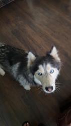 Lost Female Dog last seen Last seen on Kilkenny Dr, Modesto, CA 95355