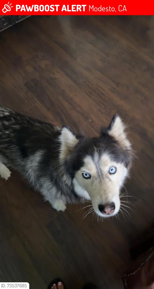 Lost Female Dog last seen Last seen on Kilkenny Dr, Modesto, CA 95355