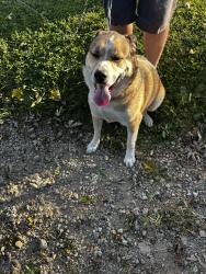 Reunited Male Dog last seen Immaculate conception church, Dayton, OH 45420