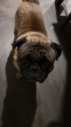 Reunited Male Dog last seen Redwood est, Houston, TX 77044